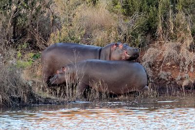 Hippo in Lengau Dam