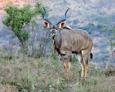 Kudu