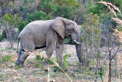 Elephant