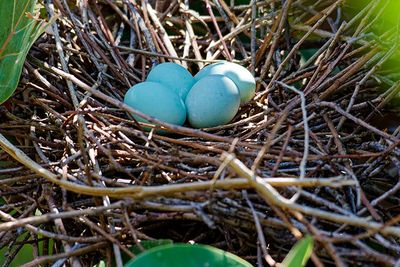 Tricolored heron eggs