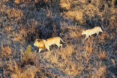 Lions, from the air