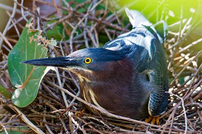Tricolored heron nesting