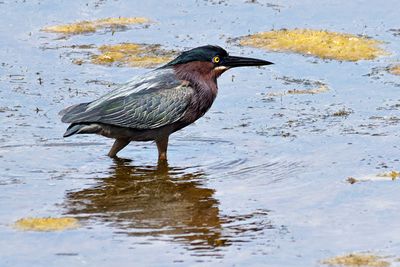 Green heron