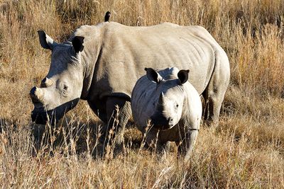 Rhino