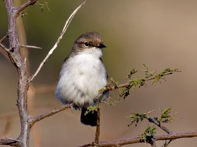 Female Bar-throated Apalis