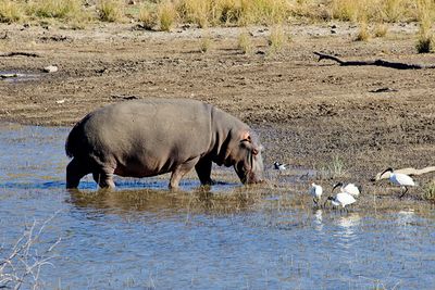 Hippo