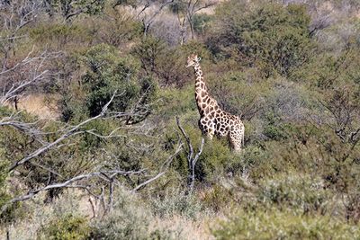 Giraffe