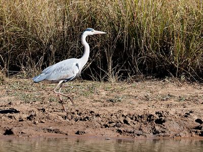 Grey Heron