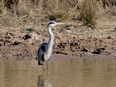 Grey Heron