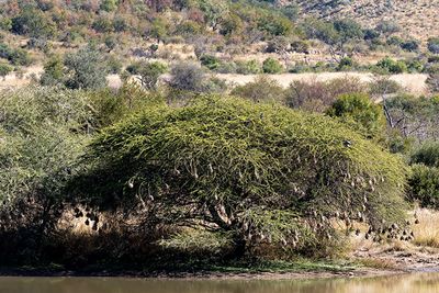 A tree full of weaver nests