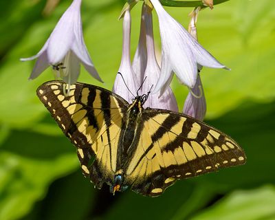 Eastern Tiger Swallowtail