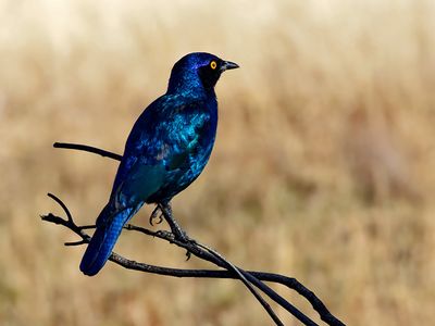 Glossy Starling