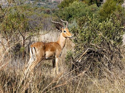 Impala
