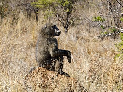 Baboon