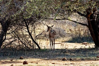 Impala