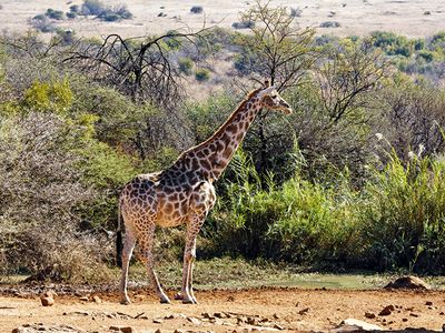 Giraffe