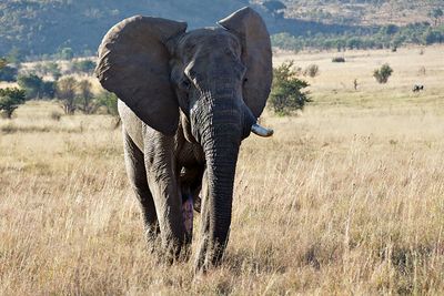 Elephant
