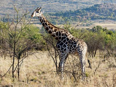 Giraffe