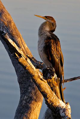 African Darter