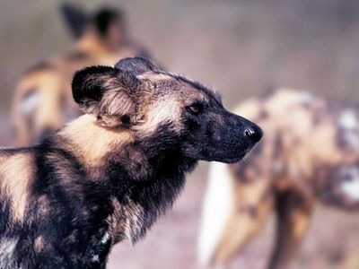 Cape Hunting Dog