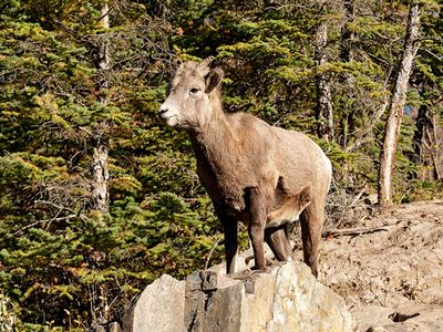 Young Bighorn Sheep