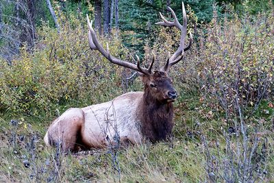 Bull Elk