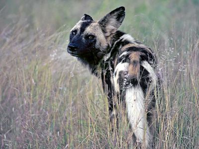 Cape Hunting Dog