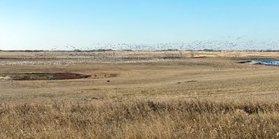 Snow geese on the prairie