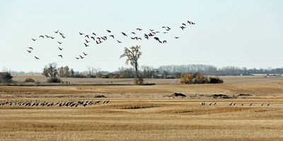 Sandhill Cranes on the prairie