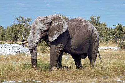 Elephant