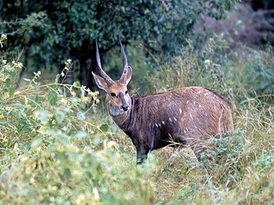 Bushbuck