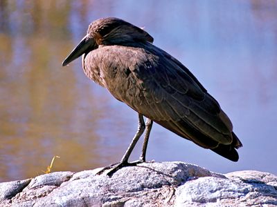 Hamerkop