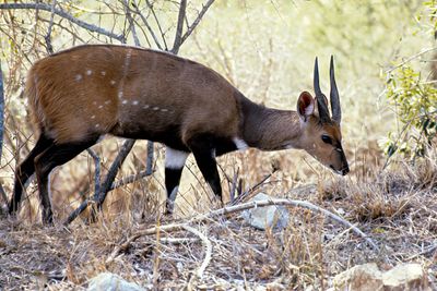Bushbuck
