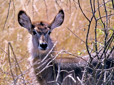  Waterbuck