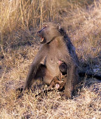 Chacma Baboon