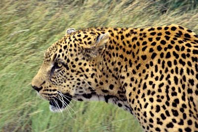 Leopard