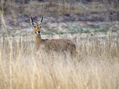 Reedbuck