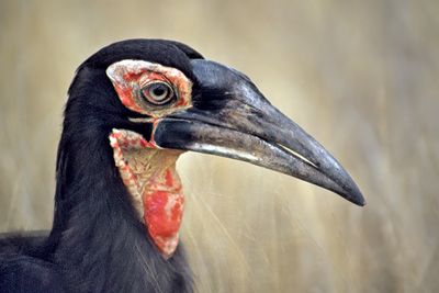 Female Ground Hornbill