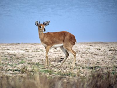 Steenbok
