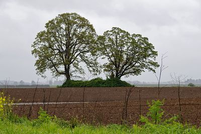 Lone tree on Sauvie Island
