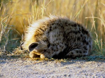 Hyena pup