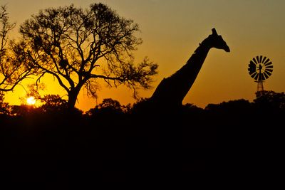 Giraffe