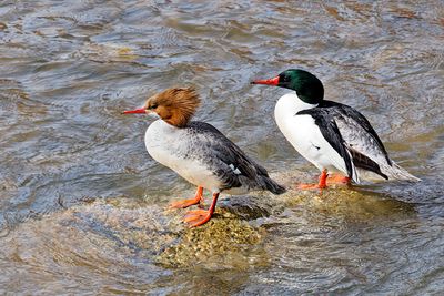 Common Merganser pair in the Thruckee River