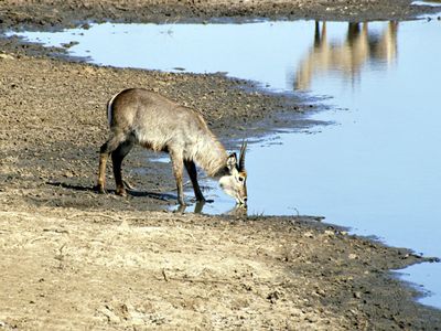 Waterbuck