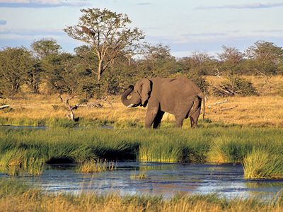 Elephant