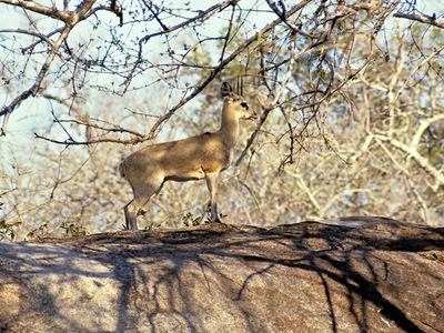 Klipspringer