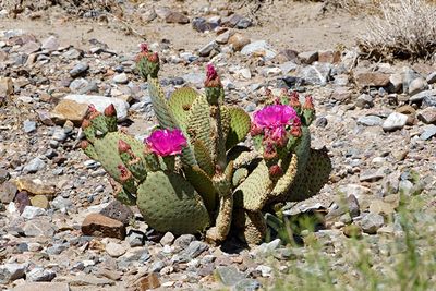 Beavertail Cactus