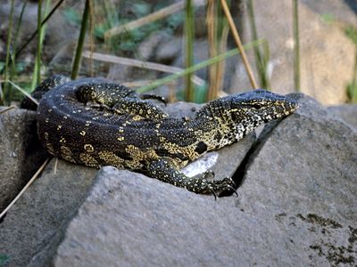 Monitor Lizard