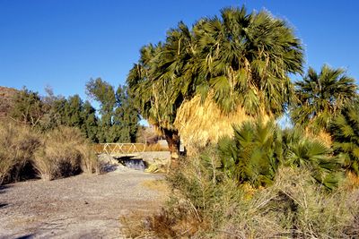 Slim Creek Oasis