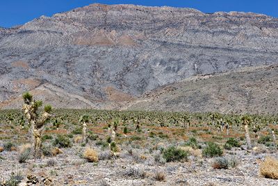 Joshua Trees